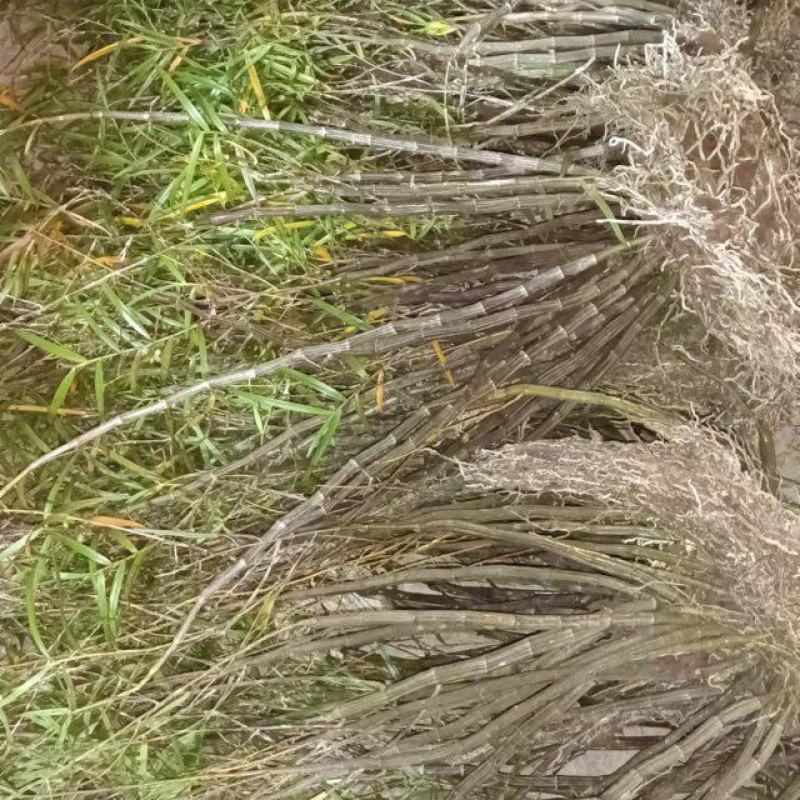 竹叶石斛大量现货现货现发欢迎电话联系下单就发全国