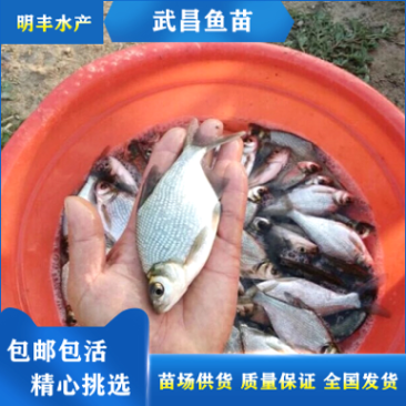 武昌鱼苗三角边鱼苗团头鲂大小鱼苗鳊鱼苗鲜活运输包活