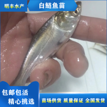 白鲢鱼苗调水质苏鱼苗鲢鱼扁魚苗广东鱼苗好养活淡水鱼