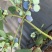 我这边有一个大棚蓝莓🫐马上下树14-18cm