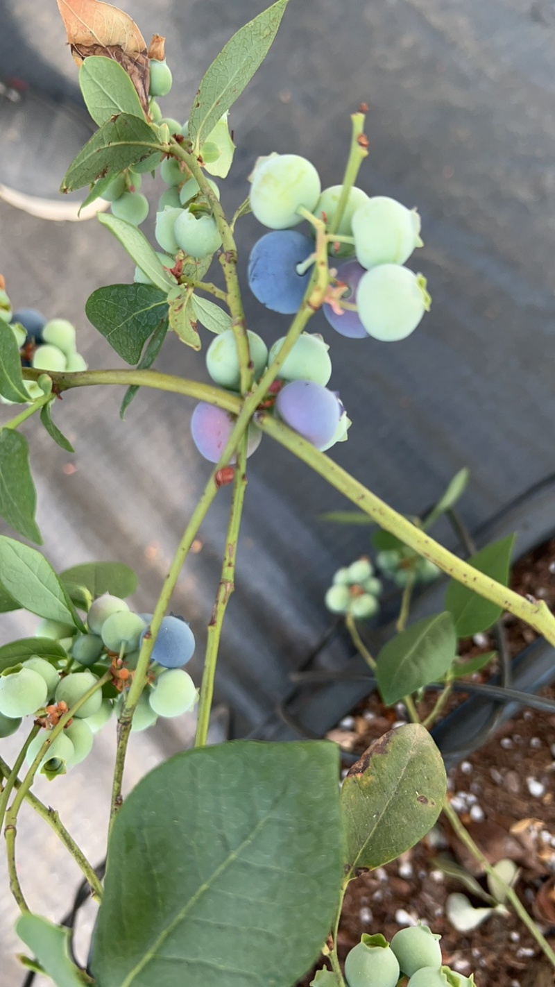 我这边有一个大棚蓝莓🫐马上下树14-18cm