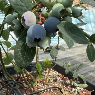 我这边有一个大棚蓝莓🫐马上下树14-18cm