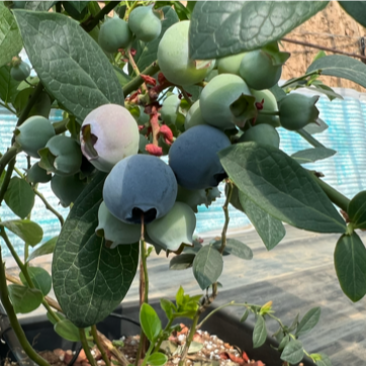 新鲜无土蓝莓🫐