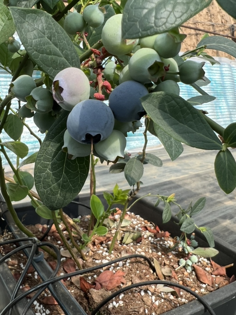 新鲜无土蓝莓🫐