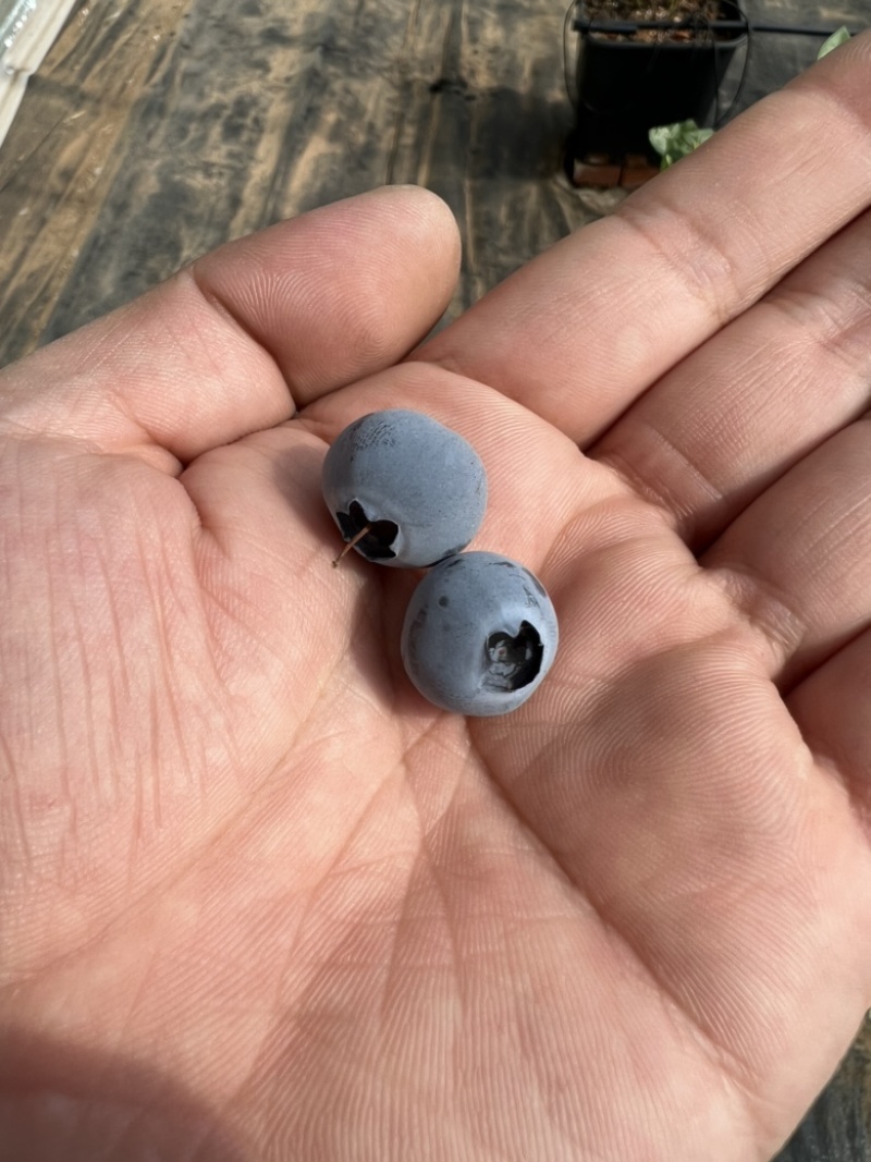 新鲜无土蓝莓🫐