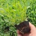大花金鸡菊，山东青州常年供应多年生草花金鸡菊，基地直发