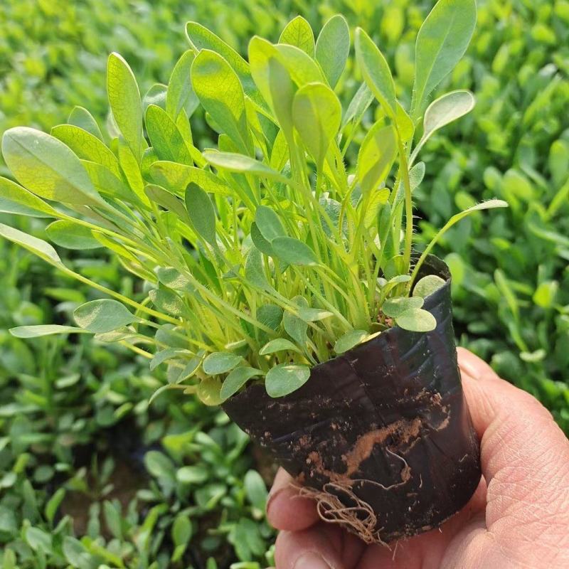 大花金鸡菊，山东青州常年供应多年生草花金鸡菊，基地直发