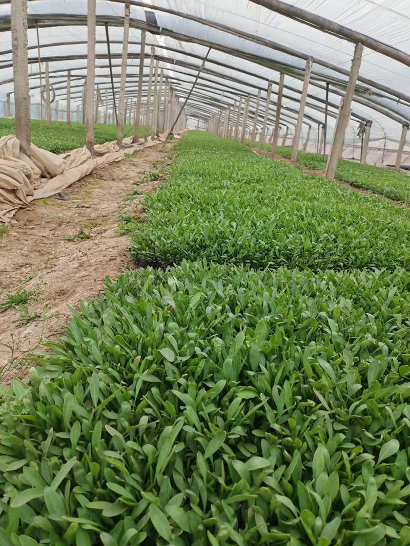 大花金鸡菊，山东青州常年供应多年生草花金鸡菊，基地直发