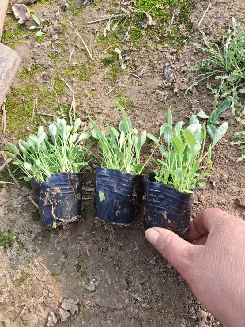 大花金鸡菊，山东青州常年供应多年生草花金鸡菊，基地直发