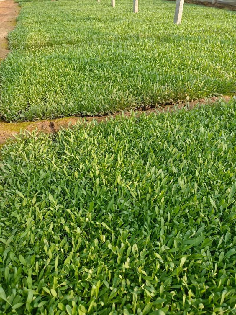 大花金鸡菊，山东青州常年供应多年生草花金鸡菊，基地直发