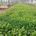 大花金鸡菊，山东青州常年供应多年生草花金鸡菊，基地直发