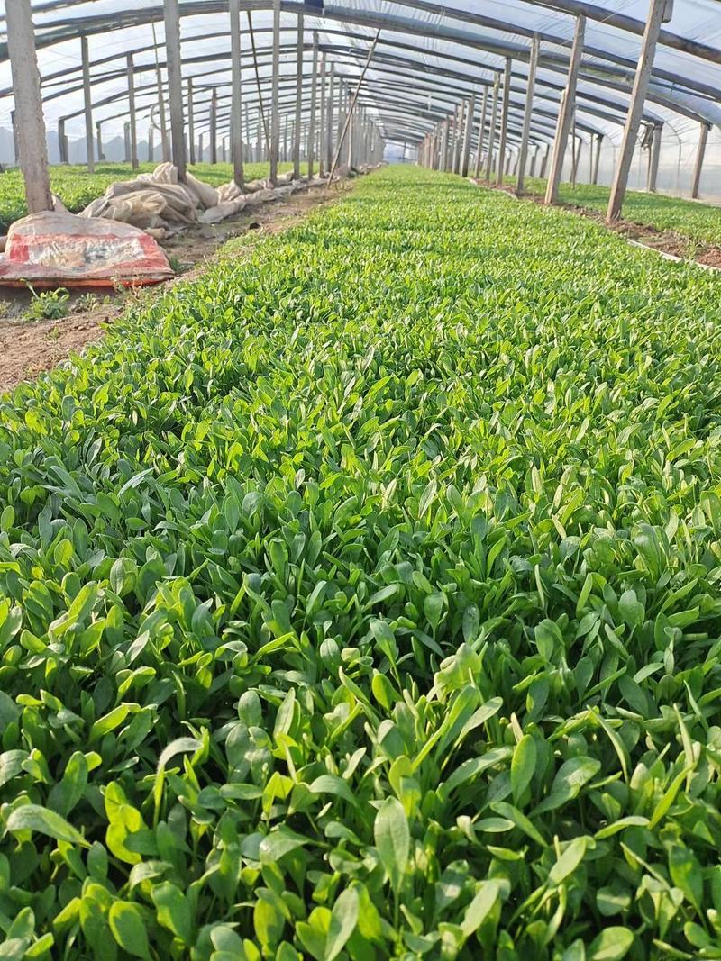 大花金鸡菊，山东青州常年供应多年生草花金鸡菊，基地直发