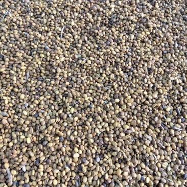 新疆苦豆子野生植物大量出售欢迎需求的厂家洽谈来电有优惠