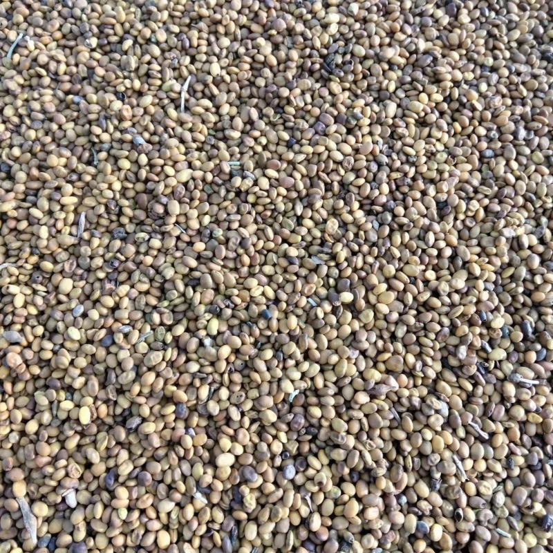 新疆苦豆子野生植物大量出售欢迎需求的厂家洽谈来电有优惠