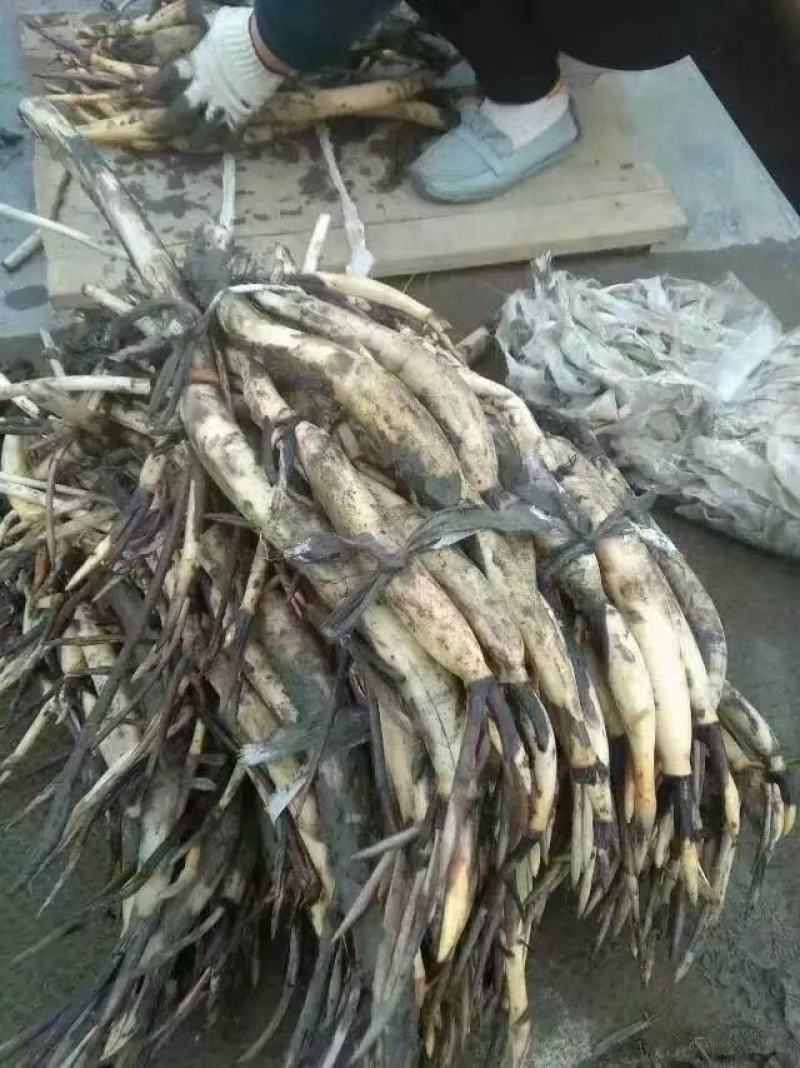 深水荷花野生苗
