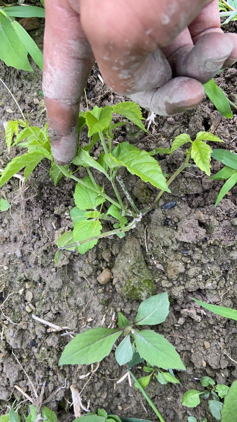 贵州三叶青苗，别名，金钱吊葫芦，右老鼠，2年以上苗
