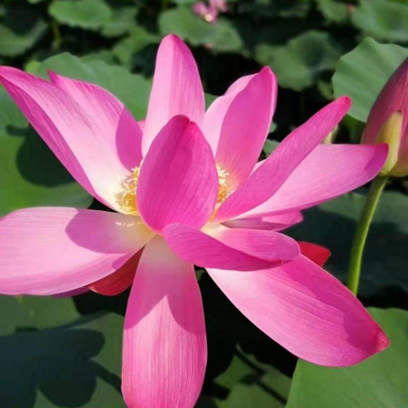 深水荷花野生苗
