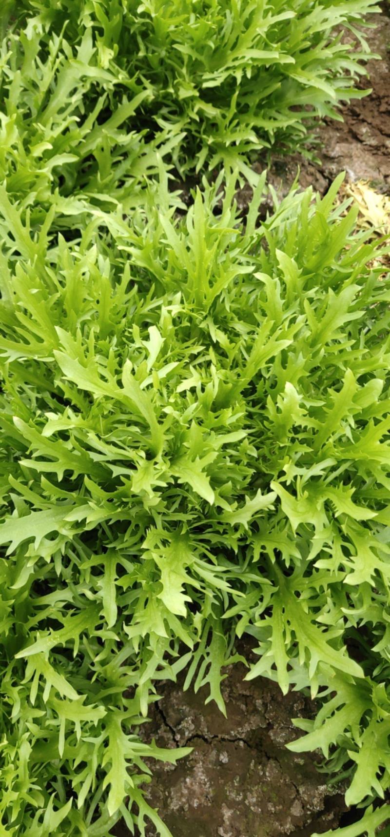 北京通州苦菊产地直发