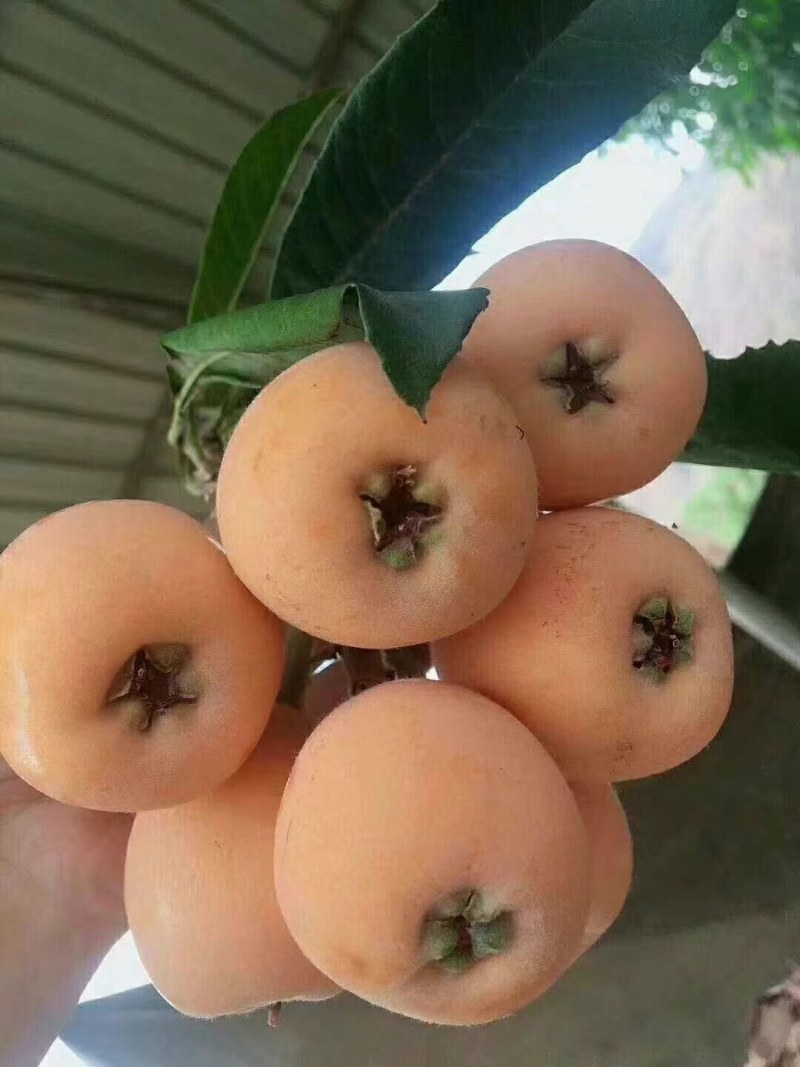 枇杷大量上市了，有需要的老板可以联系了