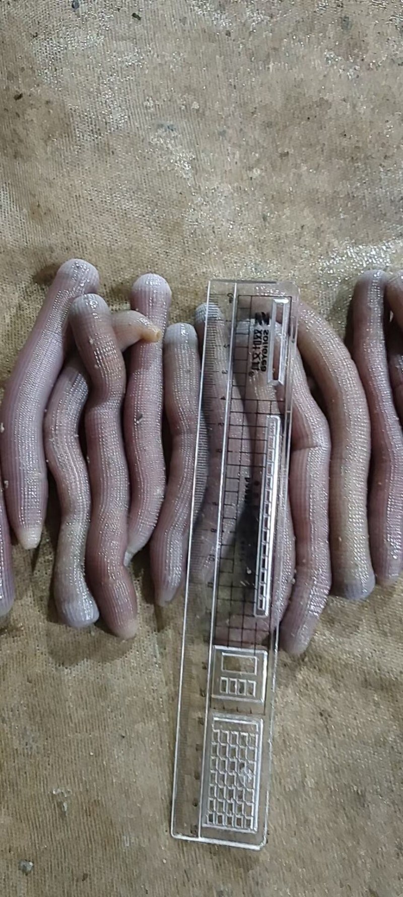 广西北海沙虫每天新鲜安排