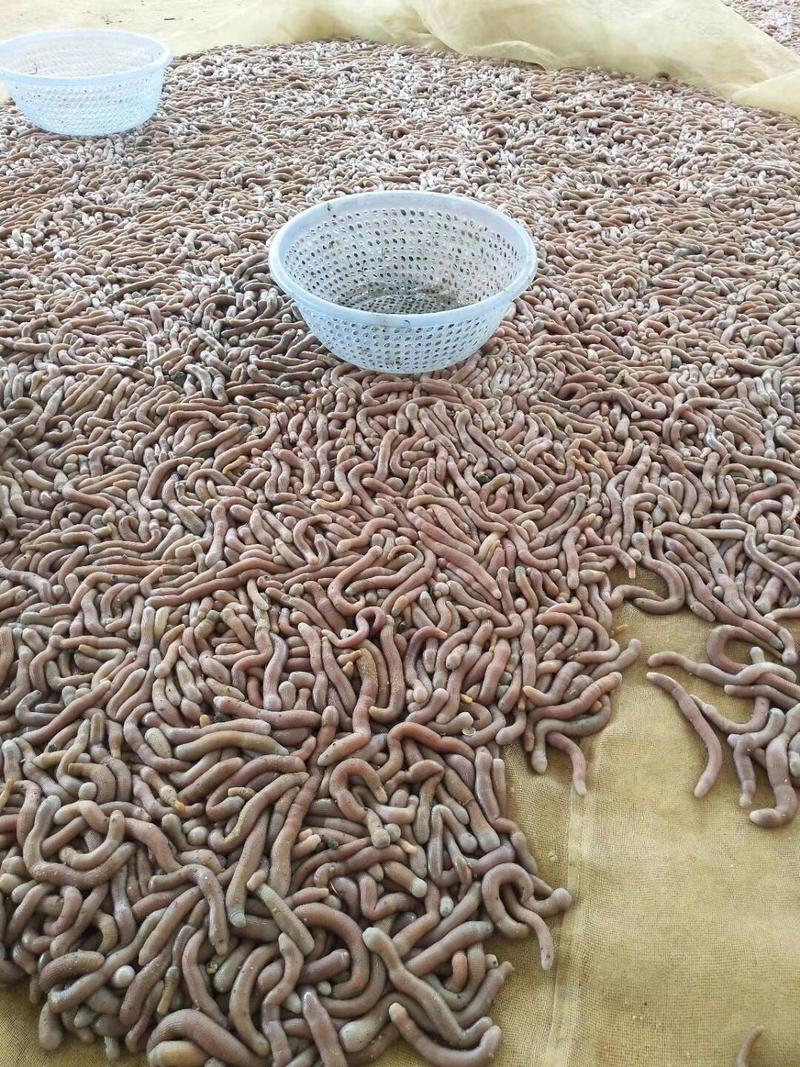 广西北海沙虫每天新鲜安排