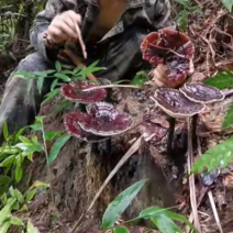 贵州深山纯野生血灵芝，灵芝仙草，产地直供