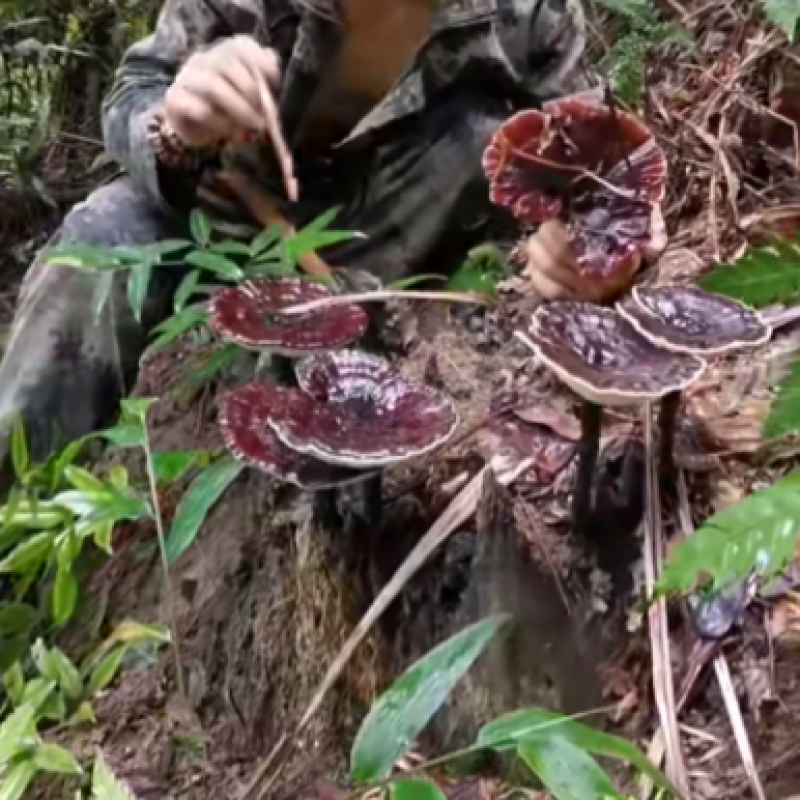 贵州深山纯野生血灵芝，灵芝仙草，产地直供