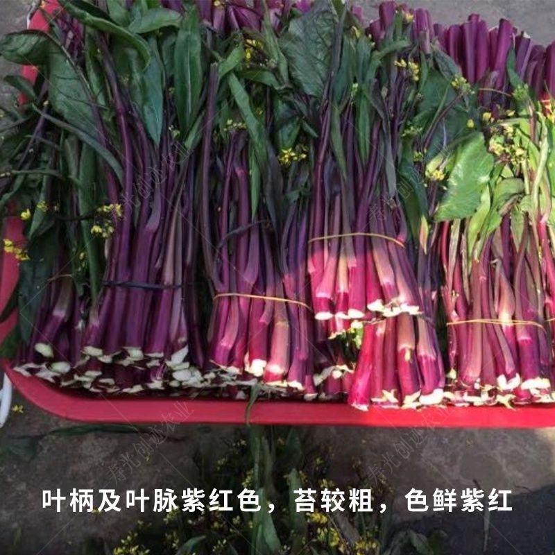 菜苔种子，红菜苔种子，菜苔种子，菜苔种子，菜苔种子，