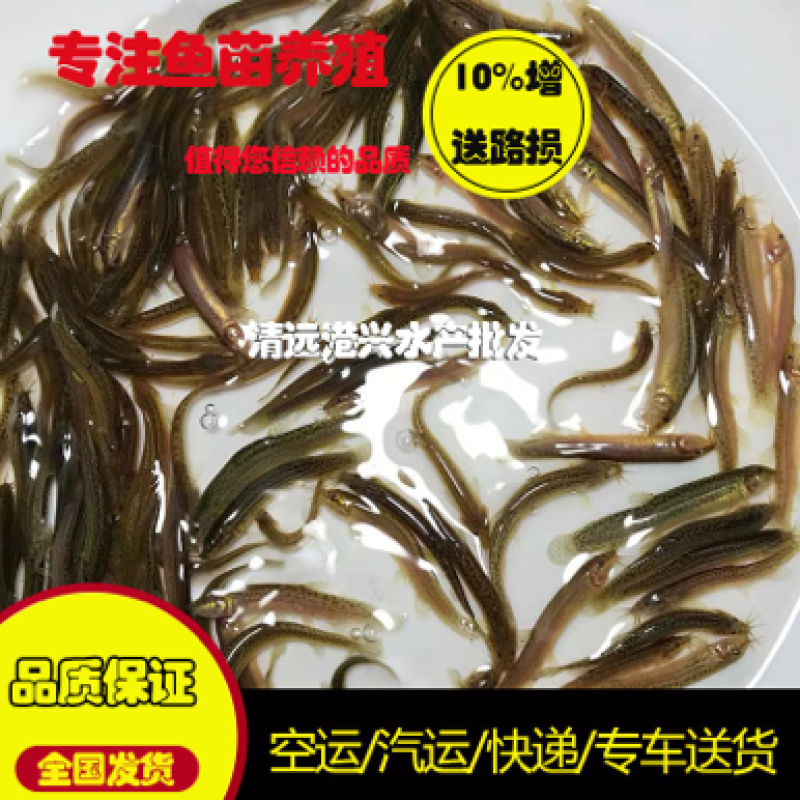 泥鳅苗淡水杂交泥鳅苗可食用台湾泥鳅苗泥鳅水花苗基地供货