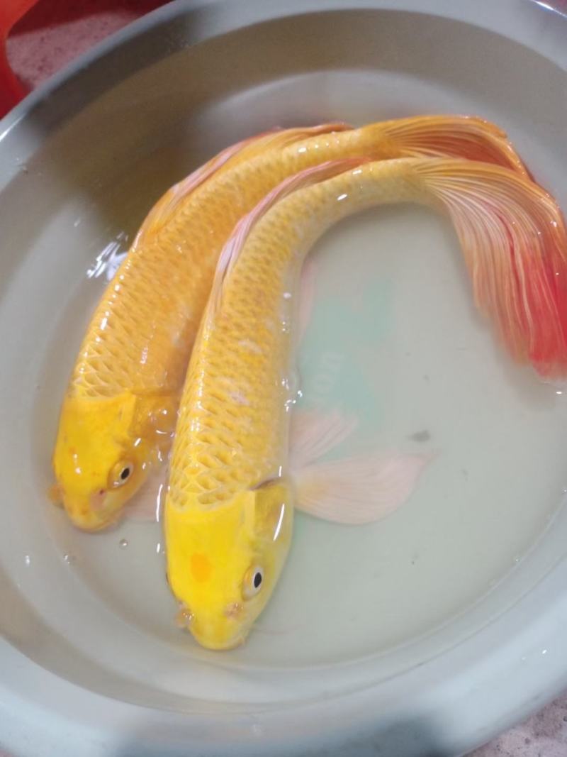 （精选优质）【锦鲤鱼苗】日本锦鲤三色锦鲤成活率高