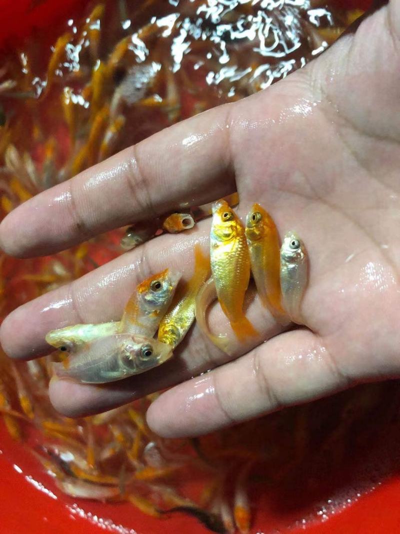 （精选优质）【锦鲤鱼苗】日本锦鲤三色锦鲤成活率高