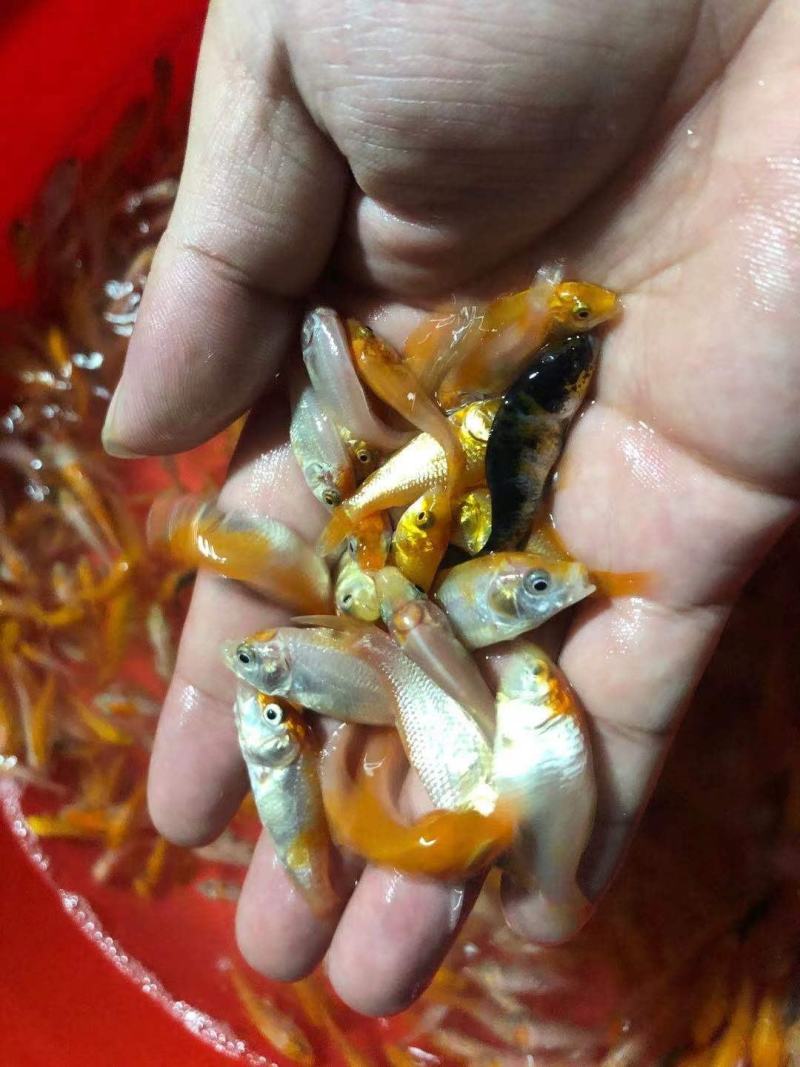 （精选优质）【锦鲤鱼苗】日本锦鲤三色锦鲤成活率高
