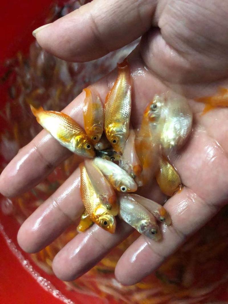 （精选优质）【锦鲤鱼苗】日本锦鲤三色锦鲤成活率高