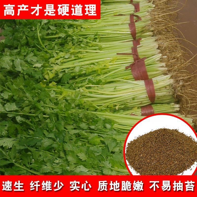 芹菜种子，四季香芹种子，芹菜种子，四季小香芹种子芹菜种子