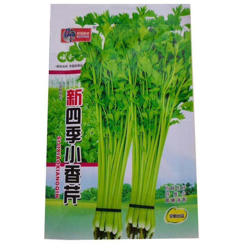 芹菜种子，四季香芹种子，芹菜种子，四季小香芹种子芹菜种子