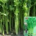 芹菜种子，四季香芹种子，芹菜种子，四季小香芹种子芹菜种子