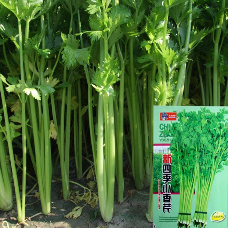 芹菜种子，四季香芹种子，芹菜种子，四季小香芹种子芹菜种子