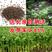 芹菜种子，四季香芹种子，芹菜种子，四季小香芹种子芹菜种子