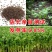 芹菜种子，四季香芹种子，芹菜种子，四季小香芹种子芹菜种子