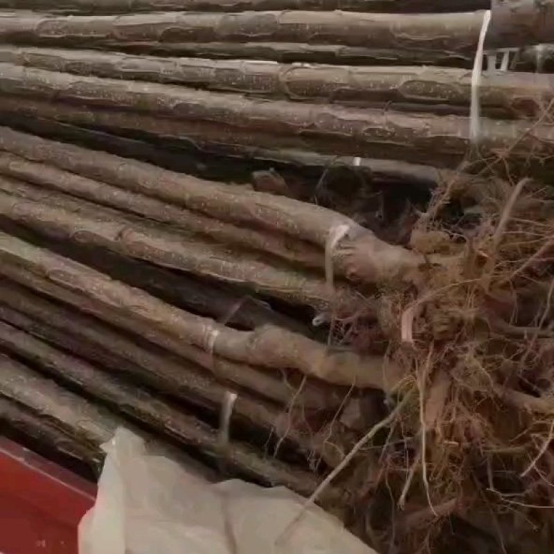 山东临清速生杨107杨树苗大量供应1-4公分规格齐全质量保证