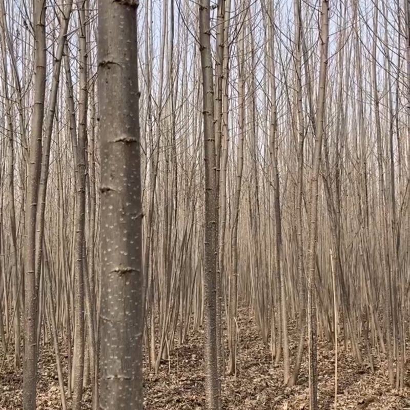 山东临清速生杨107杨树苗大量供应1-4公分规格齐全质量保证