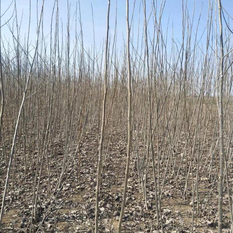 山东临清速生杨107杨树苗大量供应1-4公分规格齐全质量保证