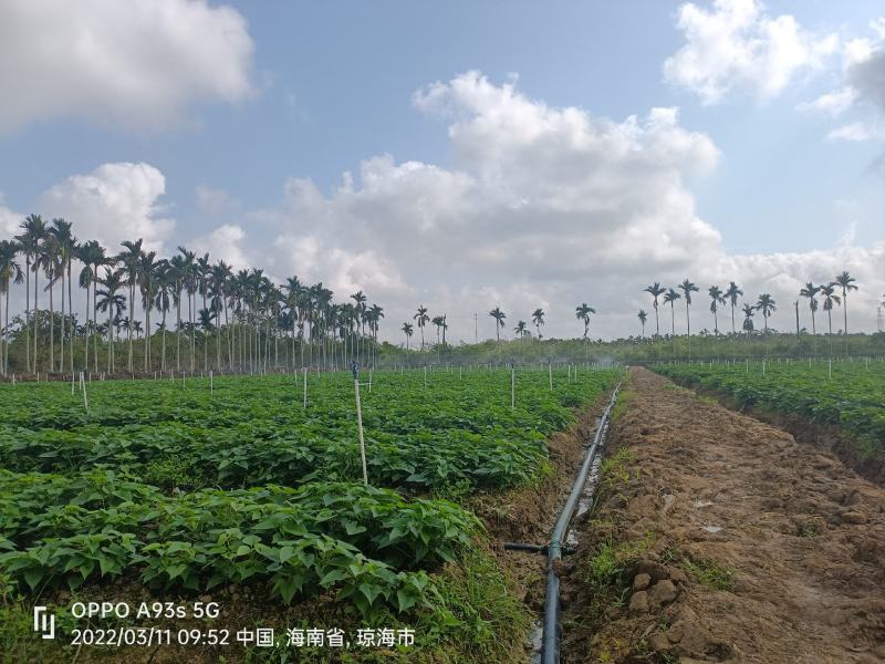 来自海南岛绿色阳光新鲜地瓜叶召尖，