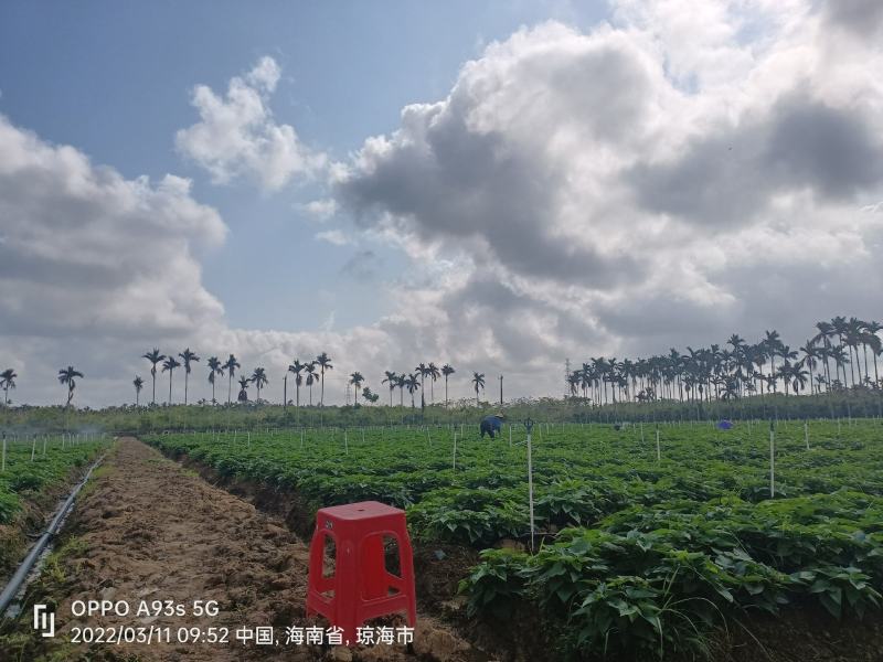 来自海南岛绿色阳光新鲜地瓜叶召尖，