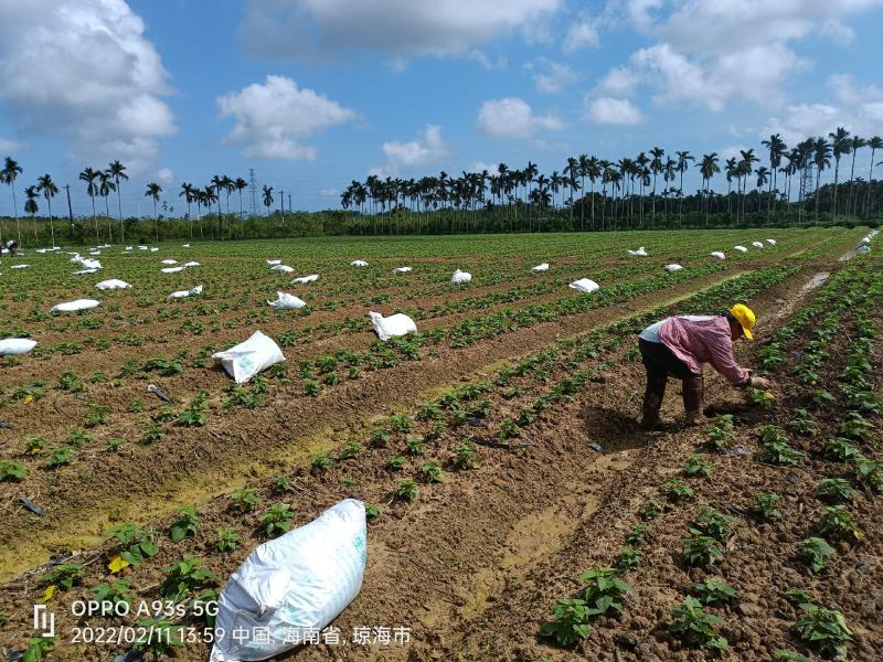 来自海南岛绿色阳光新鲜地瓜叶召尖，