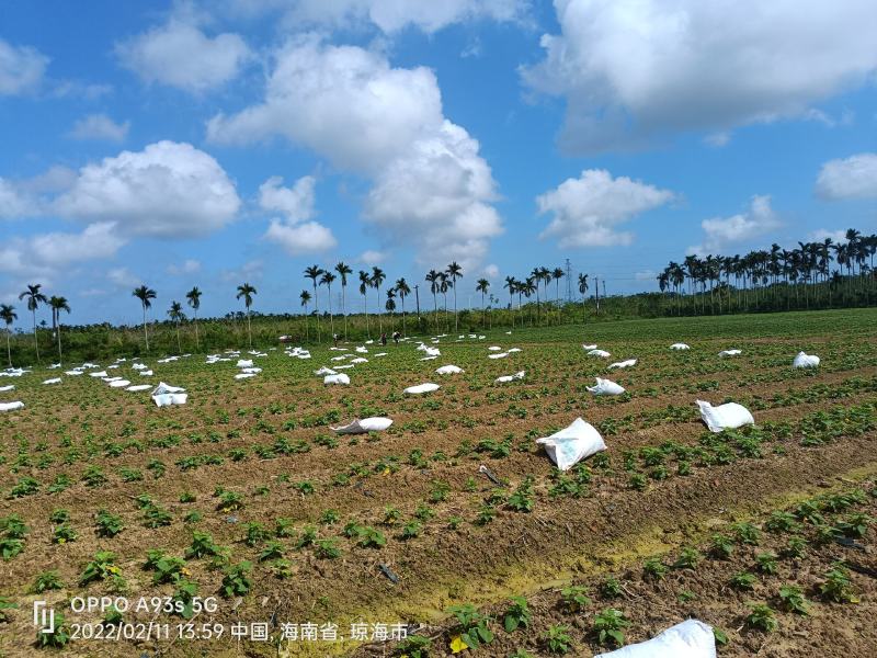 来自海南岛绿色阳光新鲜地瓜叶召尖，