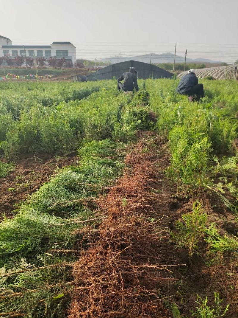 山东侧柏苗营养钵侧柏苗柏树苗侧柏袋苗侧柏小苗
