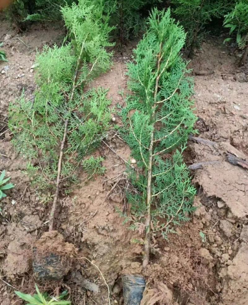 山东侧柏苗营养钵侧柏苗柏树苗侧柏袋苗侧柏小苗