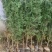 山东侧柏苗营养钵侧柏苗柏树苗侧柏袋苗侧柏小苗