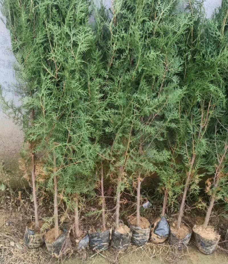 山东侧柏苗营养钵侧柏苗柏树苗侧柏袋苗侧柏小苗